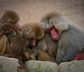 Wildlands Emmen
