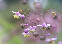 Wiesenraute