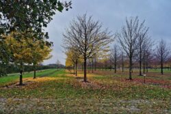 Herbst 7