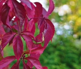 Herbst 5