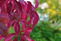Herbst 5