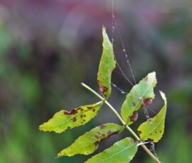 Herbst 4
