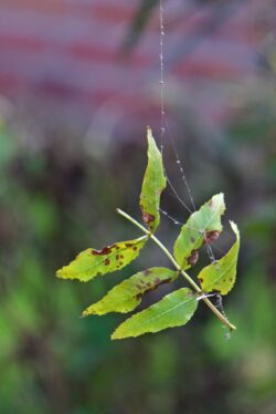 Herbst 4